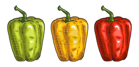 Illustration for Whole red, green, yellow sweet bell peppers. Vintage vector engraving color and black illustration. Isolated on white background. Hand drawn design - Royalty Free Image