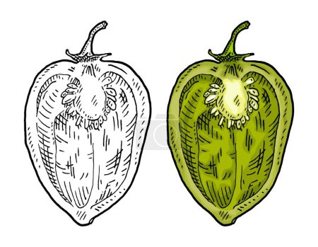 Illustration for Half pepper green habanero. Vintage engraving vector color illustration. Isolated on white background. Hand drawn design - Royalty Free Image