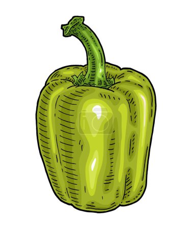 Téléchargez les illustrations : Whole green sweet bell pepper. Vintage engraving vector color illustration. Isolated on white background. Hand drawn design - en licence libre de droit