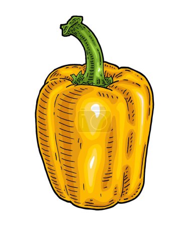Ilustración de Whole yellow sweet bell pepper. Vintage engraving vector color illustration. Isolated on white background. Hand drawn design - Imagen libre de derechos