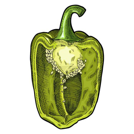 Illustration for Half green sweet bell pepper. Vintage engraving vector color illustration. Isolated on white background. Hand drawn design - Royalty Free Image