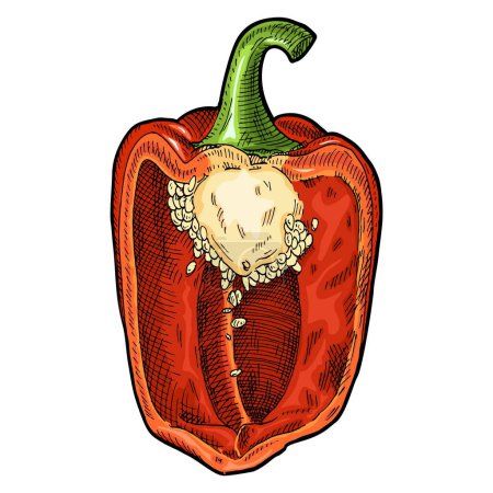 Téléchargez les illustrations : Half red sweet bell pepper. Vintage engraving vector color illustration. Isolated on white background. Hand drawn design - en licence libre de droit