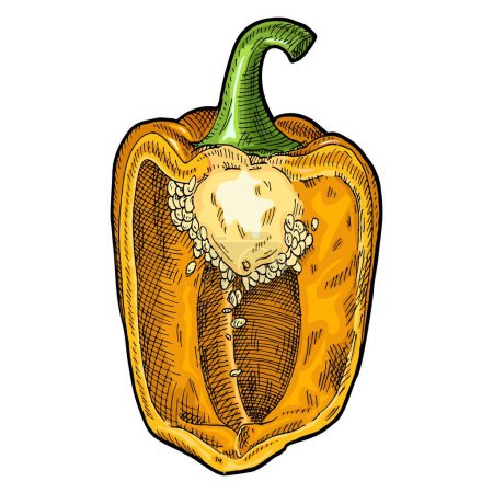 Téléchargez les illustrations : Half yellow sweet bell pepper. Vintage engraving vector color illustration. Isolated on white background. Hand drawn design - en licence libre de droit