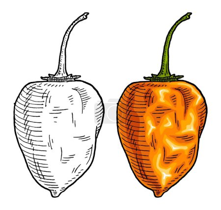Illustration for Whole and half pepper habanero. Vintage engraving vector color illustration. Isolated on white background. Hand drawn design - Royalty Free Image