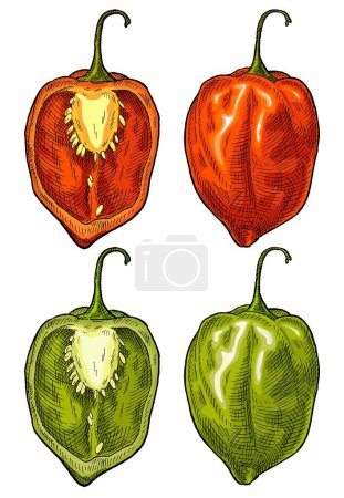 Illustration for Whole and half pepper habanero. Vintage vector color engraving illustration. Isolated on white background. Hand drawn design - Royalty Free Image