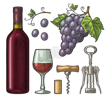 Set for wine shop. Bottle, glass, wing and basic corkscrew, cork, bunch of grapes with berry and leaf. Vintage color engraving vector illustration isolated on white background