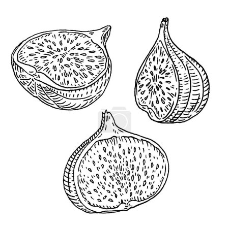 Illustration for Half fresh fig. Vector black vintage engraving illustration. Isolated on white background. Hand drawn design element for label - Royalty Free Image