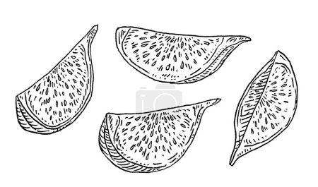 Illustration for Slice fresh fig. Vector black vintage engraving illustration. Isolated on white background. Hand drawn design element for label - Royalty Free Image
