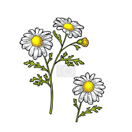 Illustration for Chamomile flower with leaves. Engraving color vintage vector illustration isolated on white background. - Royalty Free Image