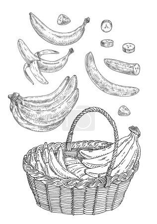 Illustration for Wicker basket with branch fresh banana. Vintage vector engraving black monochrome illustration. Isolated on white background. Hand drawn design ink - Royalty Free Image