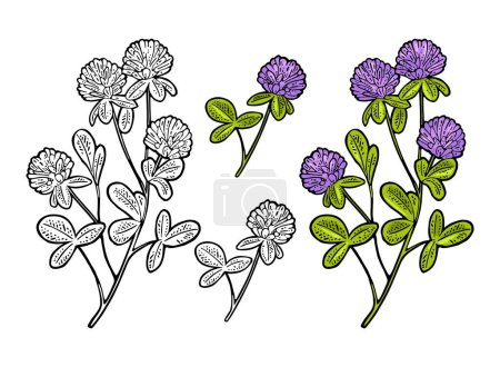 Illustration for Branch of red clover. Vector engraving vintage color illustration. Isolated on white background. - Royalty Free Image