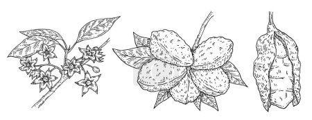 Téléchargez les illustrations : Branche de noix de kola avec haricots et fleurs. Illustration vectorielle de gravure vintage. Isolé sur fond blanc. Elément de design dessiné à la main pour étiquette et affiche - en licence libre de droit