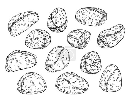 Illustration for Fresh and dried kola nuts without shell. Vector engraving black vintage illustration. Isolated on white background. - Royalty Free Image