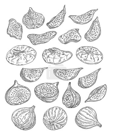 Illustration for Whole and slice dry fig. Vector black vintage engraving illustration. Isolated on white background. Hand drawn design element for label - Royalty Free Image