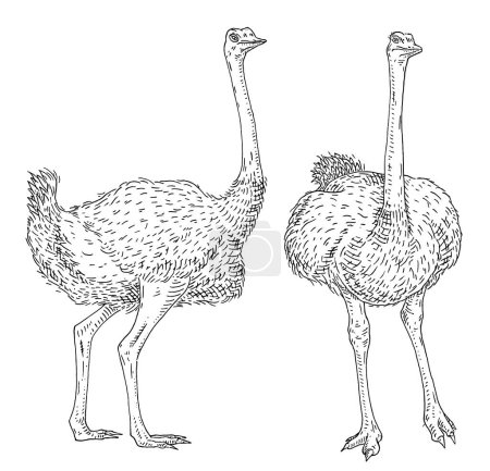 Illustration for Standing ostrich. Front and side view. Vintage vector engraving black illustration. Isolated on white background. Hand drawn design - Royalty Free Image