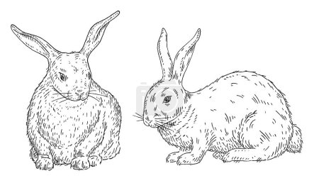Illustration for Lying rabbit. Front and side view. Vintage vector engraving black illustration. Isolated on white background. Hand drawn design - Royalty Free Image