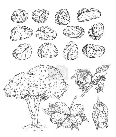 Illustration for Fresh and dried kola nuts without shell. Tree and branch with leaves, beans and flowers. Vector engraving black vintage illustration. Isolated on white - Royalty Free Image