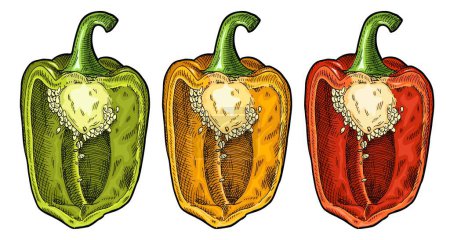 Illustration for Half red, green, yellow sweet bell peppers. Vintage vector engraving color and black illustration. Isolated on white background. Hand drawn design - Royalty Free Image