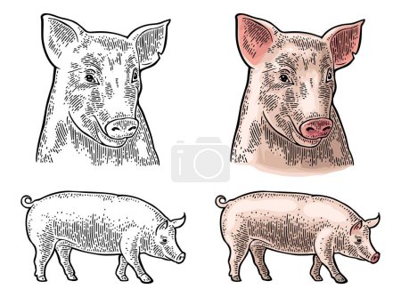 Illustration for Pig head and figure isolated on white background. Vector black vintage engraving illustration for menu, web and label. Hand drawn in a graphic style. - Royalty Free Image