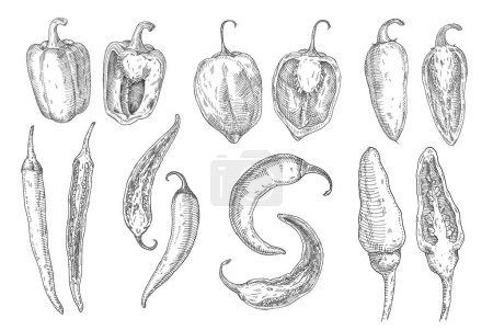 Illustration for Set whole and half different type pepper chilli. Cayenne, chili, tabasco, bell, jalapeno, habanero. Vector vintage hatching color illustration isolated on white - Royalty Free Image
