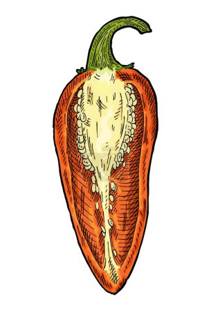 Illustration for Half orange pepper jalapeno. Vintage hatching vector color illustration. Isolated on white background. Hand drawn design - Royalty Free Image