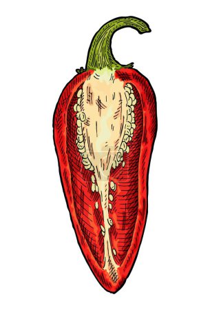 Illustration for Half red pepper jalapeno. Vintage engraving vector color illustration. Isolated on white background. Hand drawn design - Royalty Free Image
