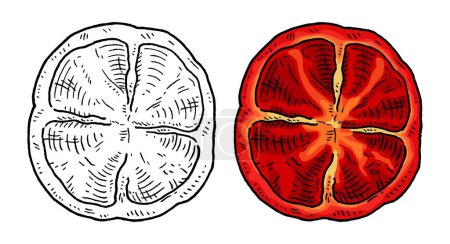 Illustration for Half sweet bell red pepper. Bottom view. Vintage engraving vector black illustration. Isolated on white background. Hand drawn design - Royalty Free Image