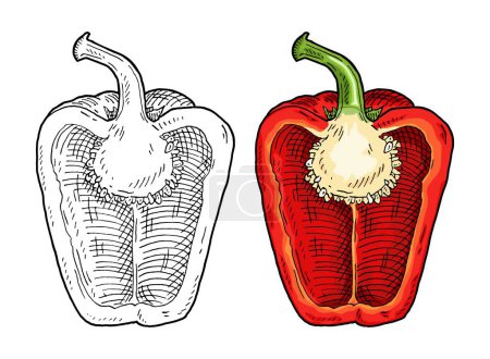 Illustration for Half red sweet bell pepper. Vintage vector engraving color and black illustration. Isolated on white background. Hand drawn design - Royalty Free Image