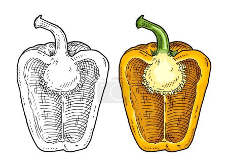 Illustration for Half yellow sweet bell pepper. Vintage vector engraving color and black illustration. Isolated on white background. Hand drawn design - Royalty Free Image