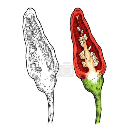 Illustration for Half red pepper tabasco. Vintage vector hatching color and monochrome engraving. Isolated on white background. Hand drawn design - Royalty Free Image