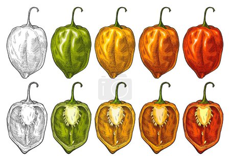 Illustration for Whole and half red, green, orange, yellow pepper habanero. Vintage vector color engraving illustration. Isolated on white background. Hand drawn design - Royalty Free Image