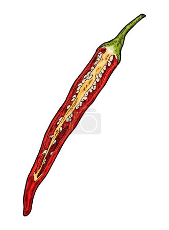 Illustration for Half red pepper cayenne. Vintage engraving vector color illustration. Isolated on white background. Hand drawn design - Royalty Free Image