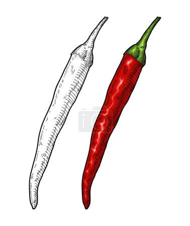 Illustration for Whole red pepper cayenne. Vintage engraving vector color illustration. Isolated on white background. Hand drawn design - Royalty Free Image