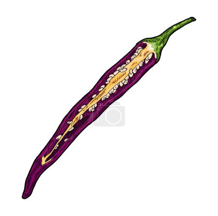 Illustration for Half purple pepper cayenne. Vintage engraving vector color illustration. Isolated on white background. Hand drawn design - Royalty Free Image