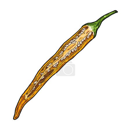 Ilustración de Mitad pimienta amarilla de cayena. Vintage grabado vector ilustración de color. Aislado sobre fondo blanco. Diseño dibujado a mano - Imagen libre de derechos