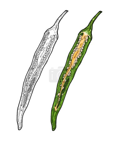 Ilustración de Mitad pimienta verde cayena. Vintage grabado vector ilustración de color. Aislado sobre fondo blanco. Diseño dibujado a mano - Imagen libre de derechos