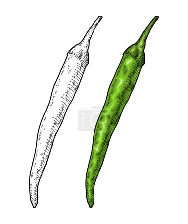 Illustration for Whole green pepper cayenne. Vintage engraving vector color illustration. Isolated on white background. Hand drawn design - Royalty Free Image