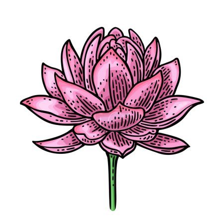 Illustration for Lotus flower. Vector color engraving vintage illustration isolated on white background. - Royalty Free Image