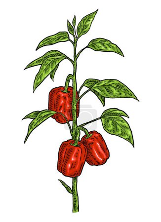 Ilustración de Rama de pimientos rojos dulces planta con hoja. Vintage vector grabado color ilustración dibujada a mano aislada sobre fondo blanco - Imagen libre de derechos
