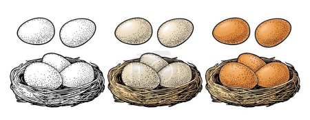 Illustration for Bird eggs in the nest. Vector color vintage engraving illustration. Isolated on white background. Hand drawn design ink element for poster Happy Easter - Royalty Free Image