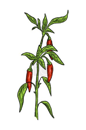 Illustration for Branch of chilli with leaf and pepper. Vintage vector engraving color hand drawn illustration isolated on white background - Royalty Free Image
