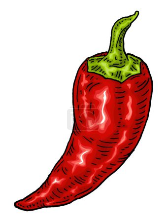 Illustration for Whole red pepper chilli. Vintage engraving vector color and black illustration. Isolated on white background. Hand drawn ink design - Royalty Free Image