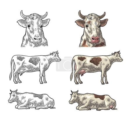 Illustration for Cow. Side and front view. Hand drawn in a graphic style. Vintage vector color engraving illustration for poster, web. Isolated on white background - Royalty Free Image