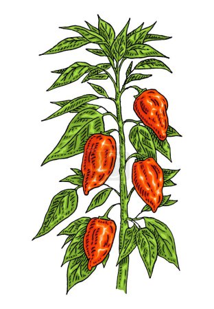 Illustration for Branch of habanero plant with leaf and pepper. Vintage vector engraving monochrome and color hand drawn illustration isolated on white background - Royalty Free Image