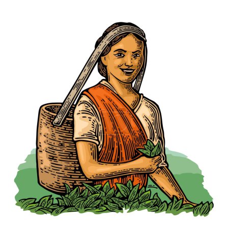 Illustration for Female tea pickers harvesting leaves. Hand drawn sketch style. Vintage color vector engraving illustration for label, web, flayer. Isolated on white background. - Royalty Free Image