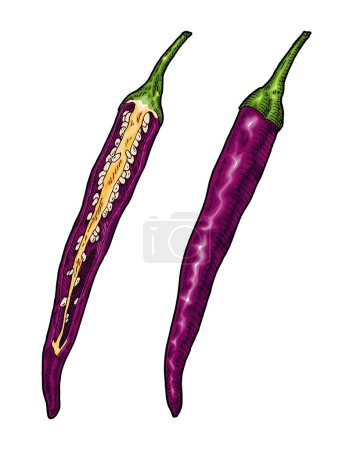 Illustration for Whole and half purple pepper cayenne. Vintage engraving vector color illustration. Isolated on white background. Hand drawn design - Royalty Free Image