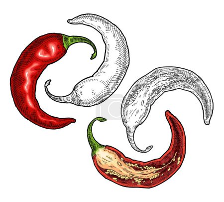 Illustration for Half and whole pepper chilli. Vintage vector hatching color and black illustration. Isolated on white background. Hand drawn design - Royalty Free Image