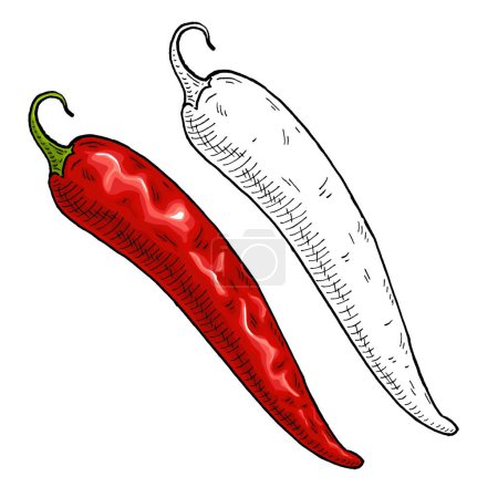 Illustration for Whole red pepper chilli. Vintage engraving vector color and black illustration. Isolated on white background. Hand drawn ink design - Royalty Free Image