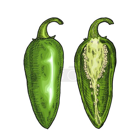 Illustration for Whole and half green pepper jalapeno. Vintage engraving vector color illustration. Isolated on white background. Hand drawn design - Royalty Free Image