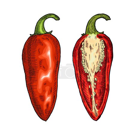 Illustration for Whole and half red pepper jalapeno. Vintage engraving vector color illustration. Isolated on white background. Hand drawn design - Royalty Free Image